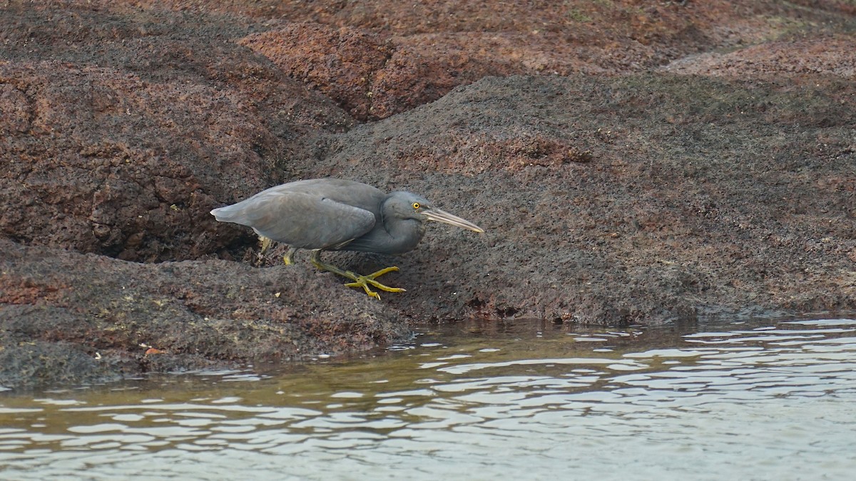 Pacific Reef-Heron - ML645256546