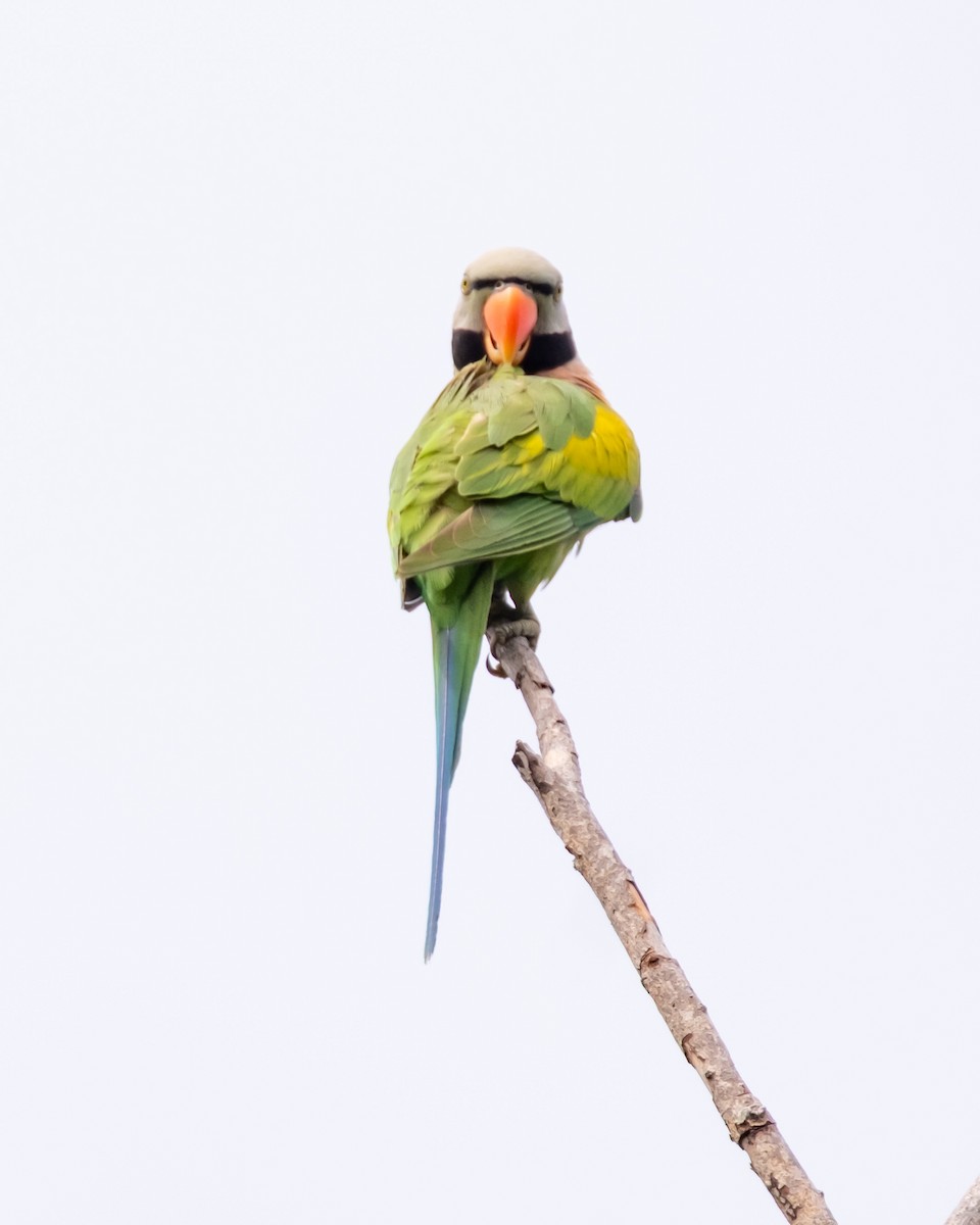 Red-breasted Parakeet - ML645256561
