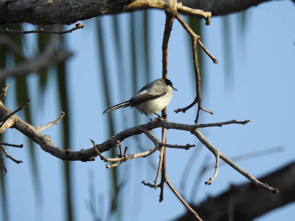 leskot tropický - ML645256569