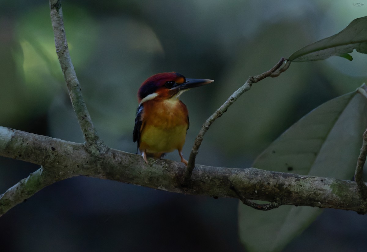 Black-backed Dwarf-Kingfisher - ML645256570