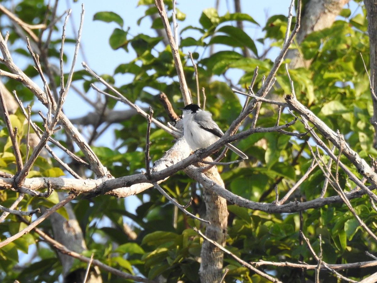 leskot tropický - ML645256571