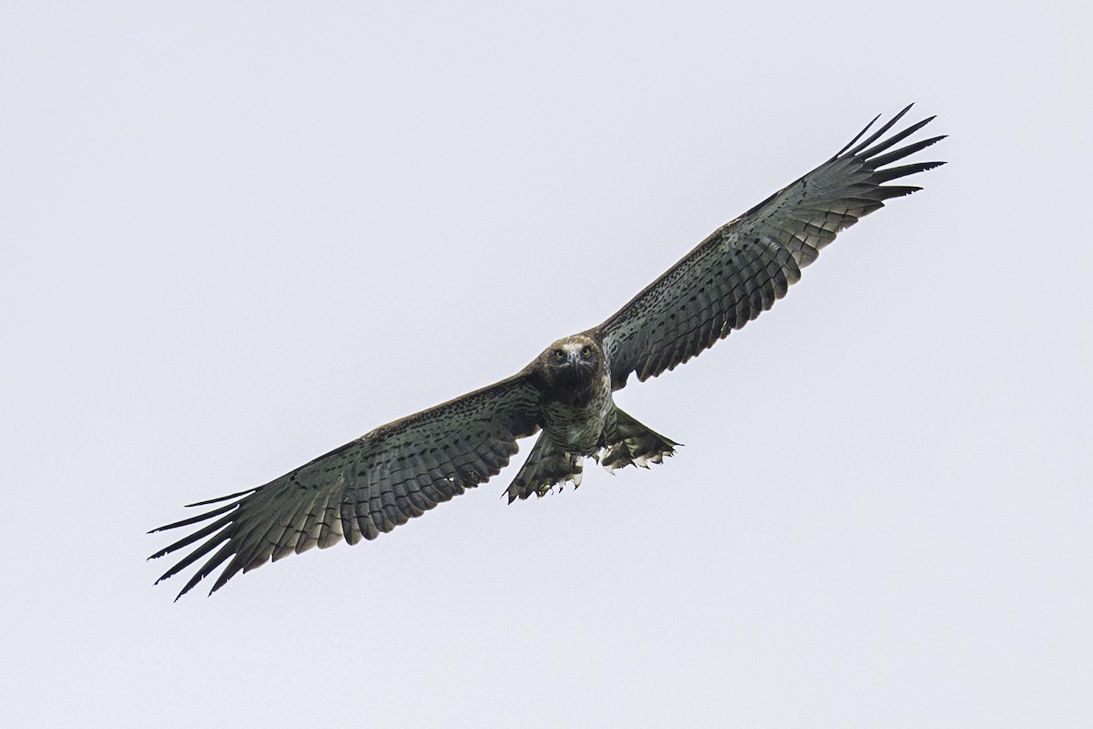 orlík krátkoprstý - ML645256573