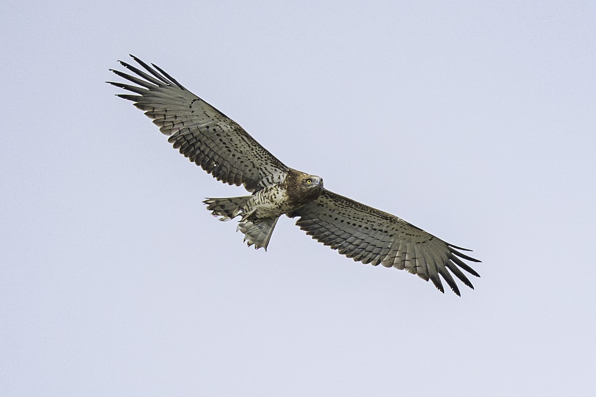 orlík krátkoprstý - ML645256574