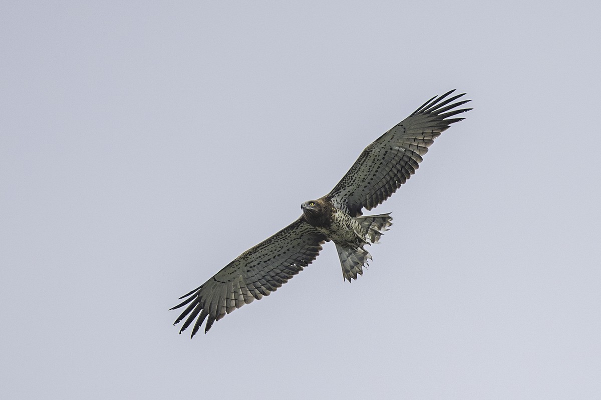 orlík krátkoprstý - ML645256575