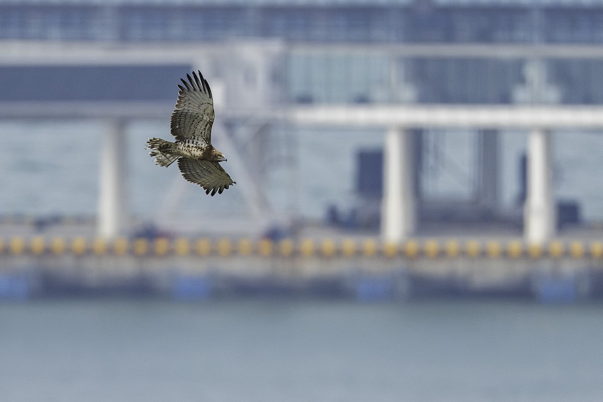 orlík krátkoprstý - ML645256576