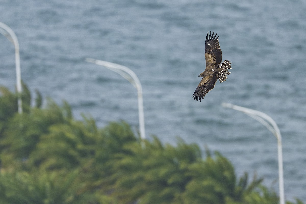 orlík krátkoprstý - ML645256577