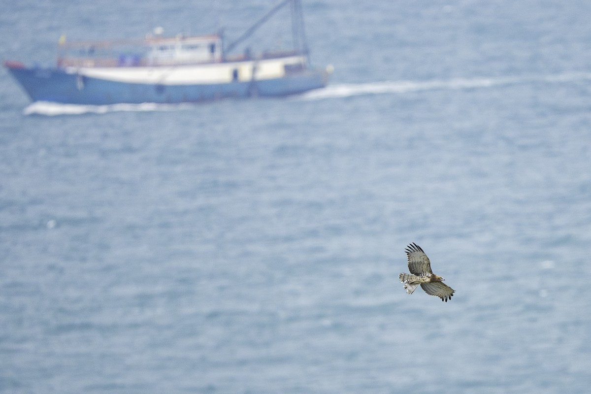 orlík krátkoprstý - ML645256578