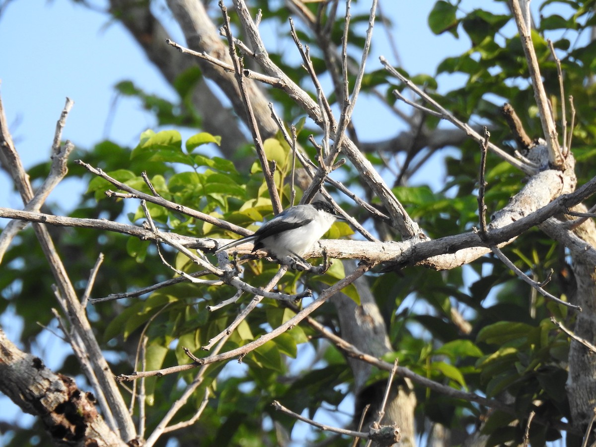 leskot tropický - ML645256581