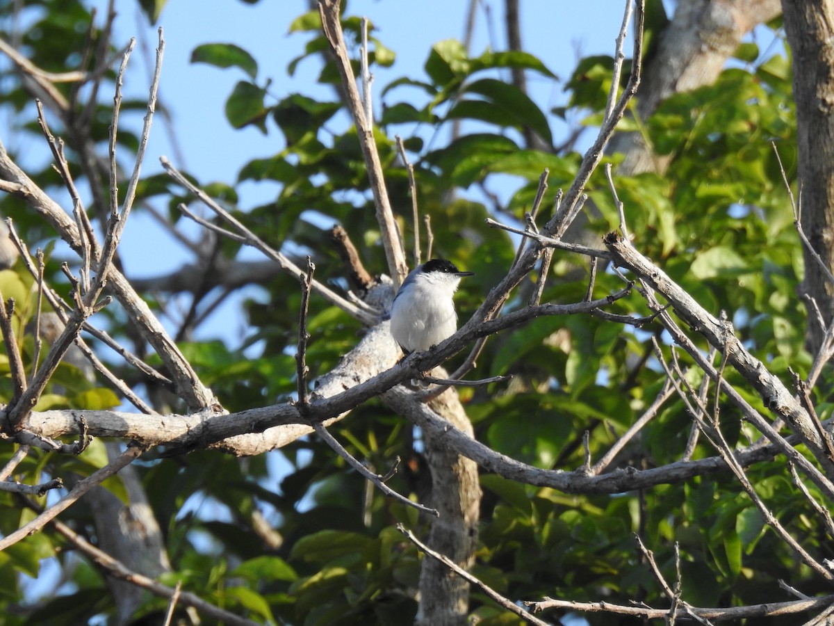 leskot tropický - ML645256582