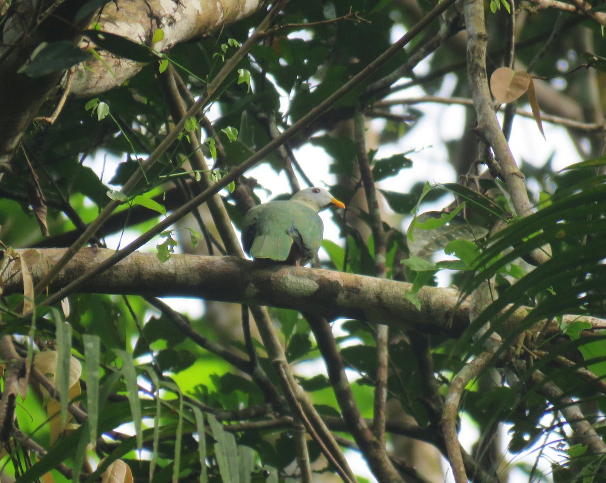 Ptilope à mentonnière - ML645256583