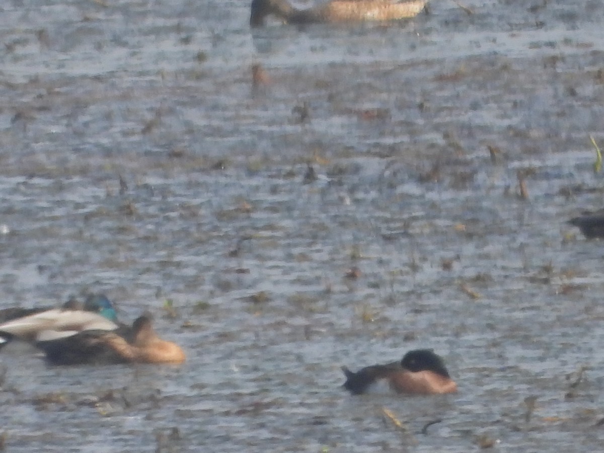 Fuligule de Baer - ML645256586