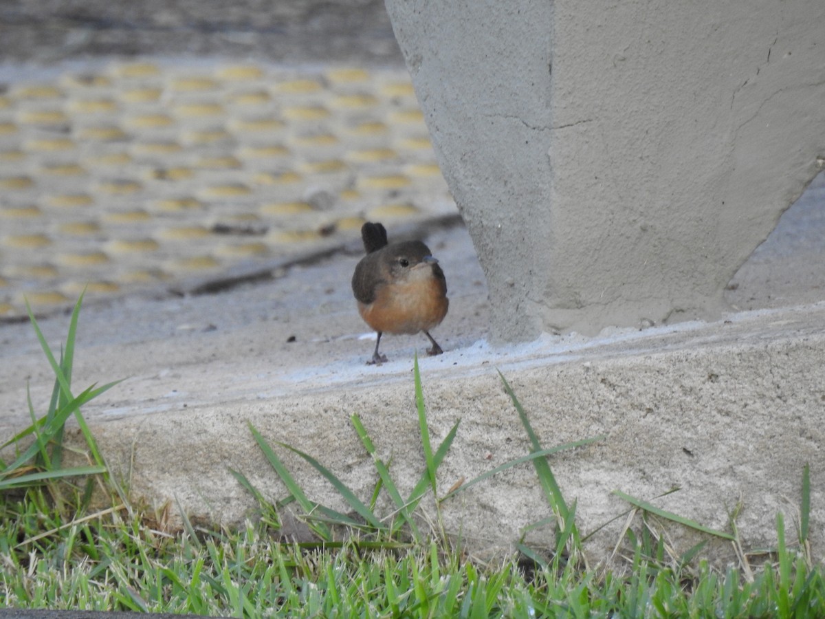 Southern House Wren - ML645256589