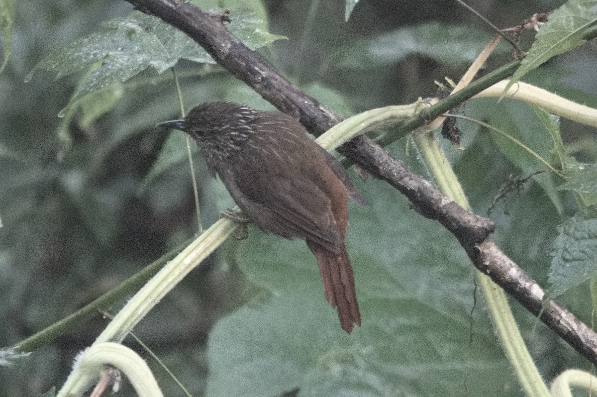 Lineated Foliage-gleaner - ML645256602