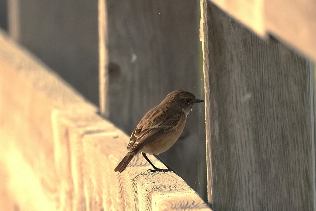 European Stonechat - ML645256625