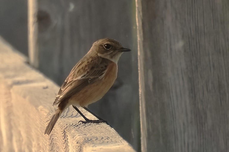 European Stonechat - ML645256626