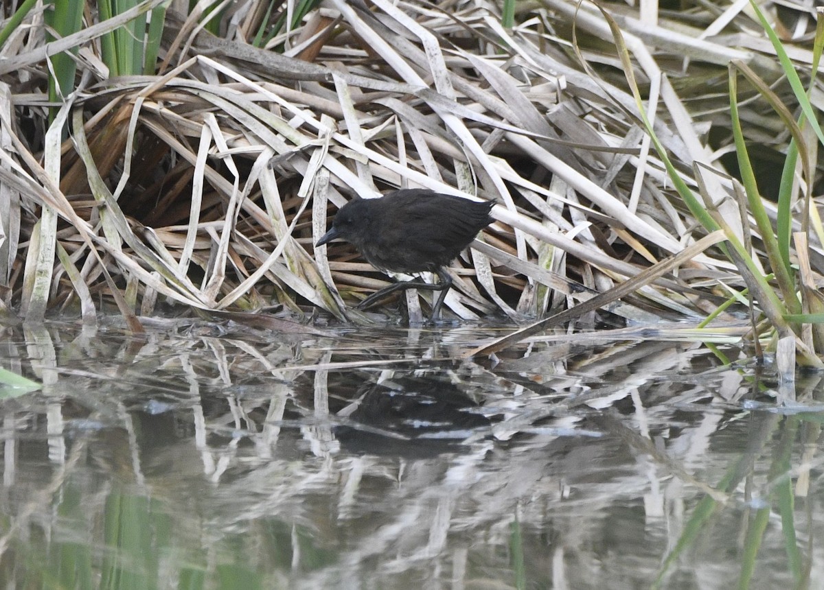 Ruddy Crake - ML645256627