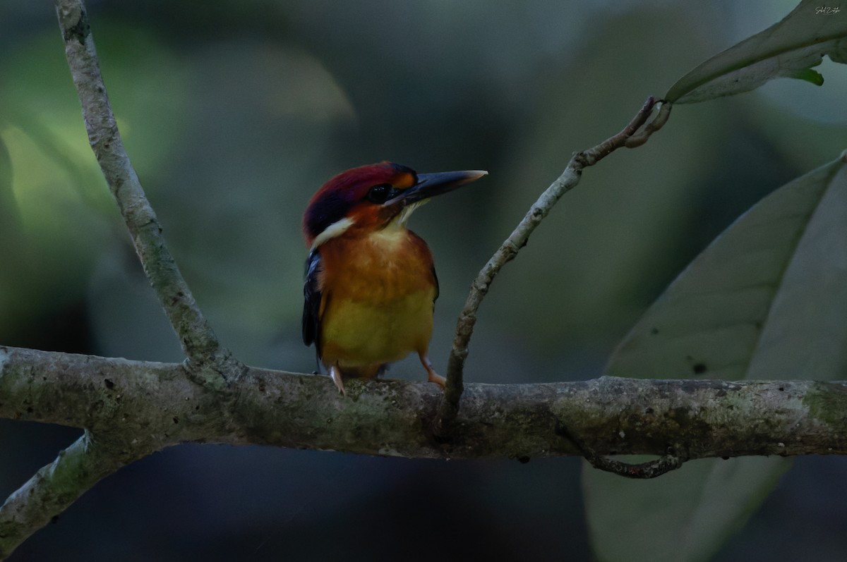 Black-backed Dwarf-Kingfisher - ML645256646