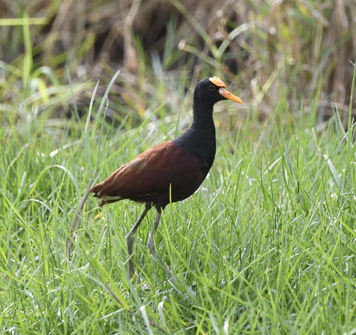 Northern Jacana - ML645256656