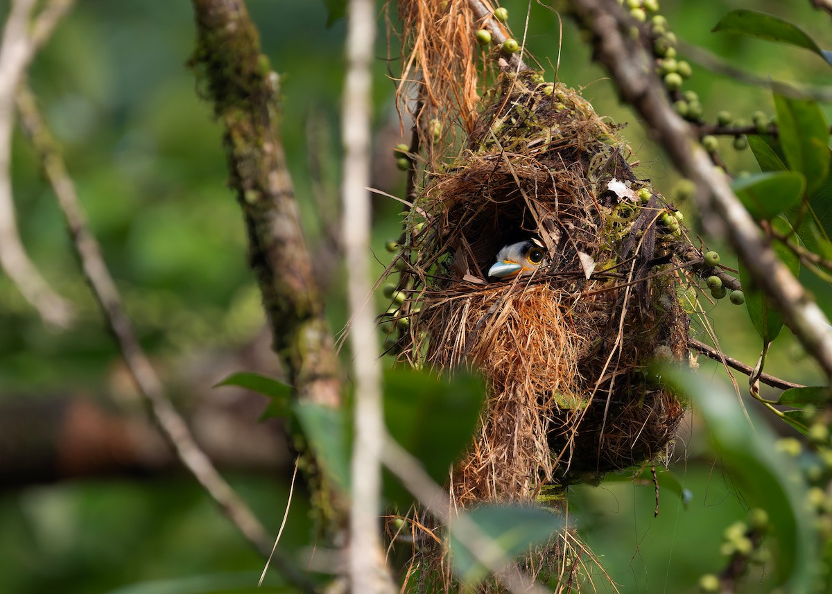 Рогодзьоб синьокрилий - ML645256658