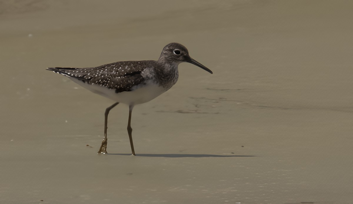 Einsiedelwasserläufer - ML645256676