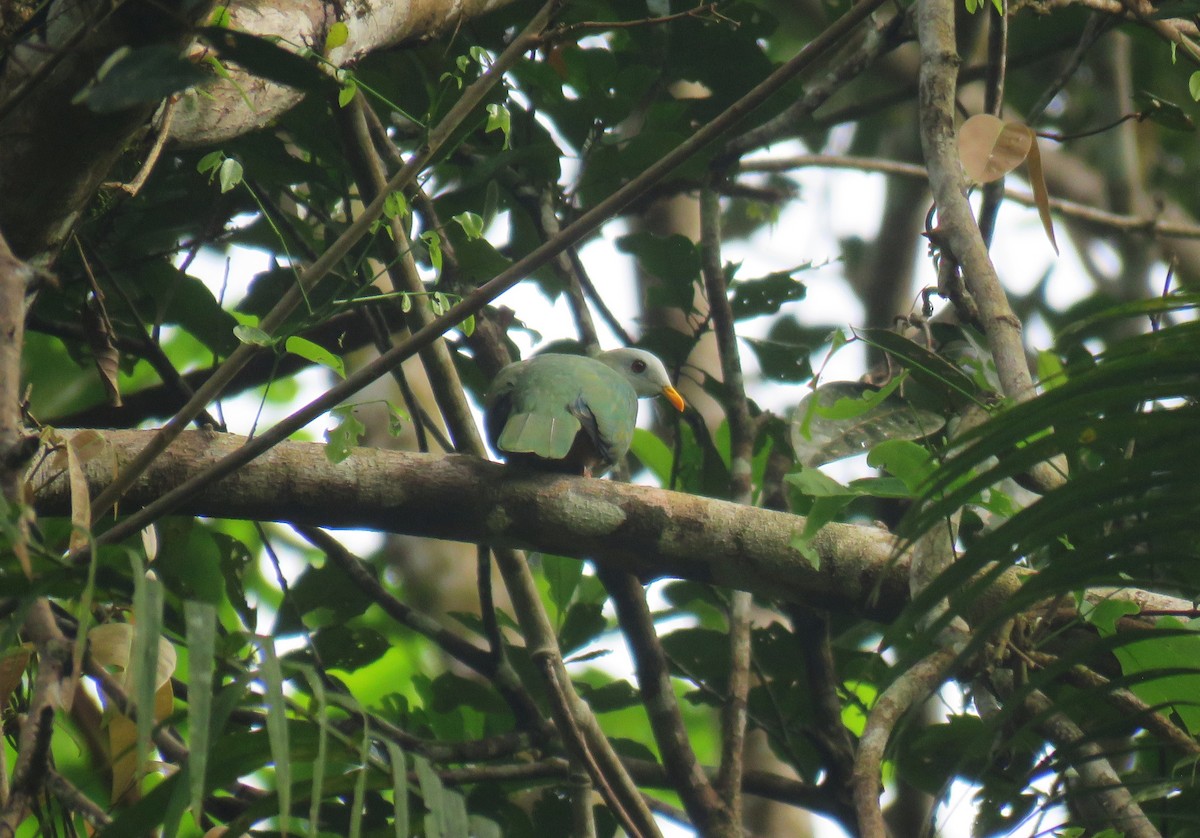 Ptilope à mentonnière - ML645256681