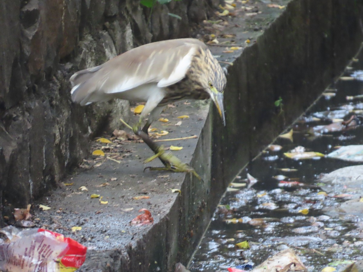 Indian Pond-Heron - ML645256686