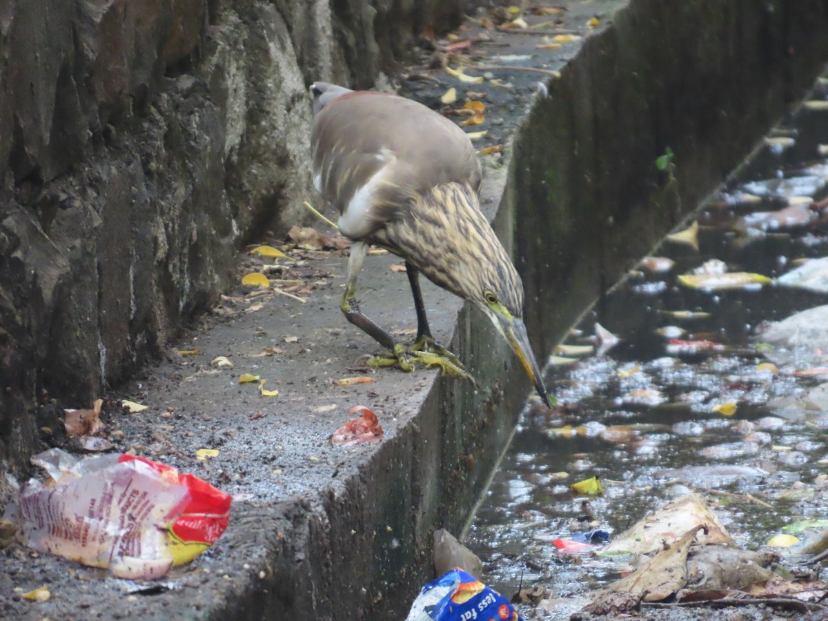 Indian Pond-Heron - ML645256687