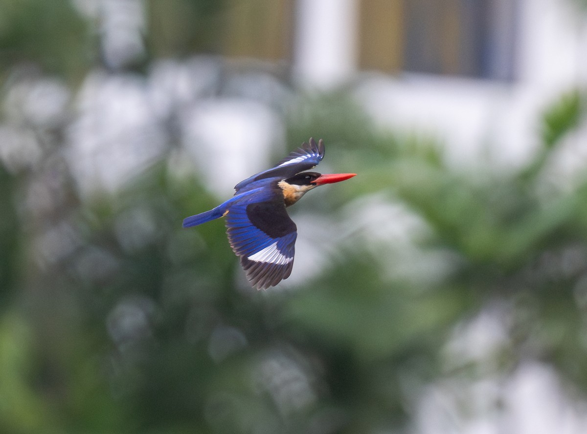 黑頭翡翠 - ML645256688