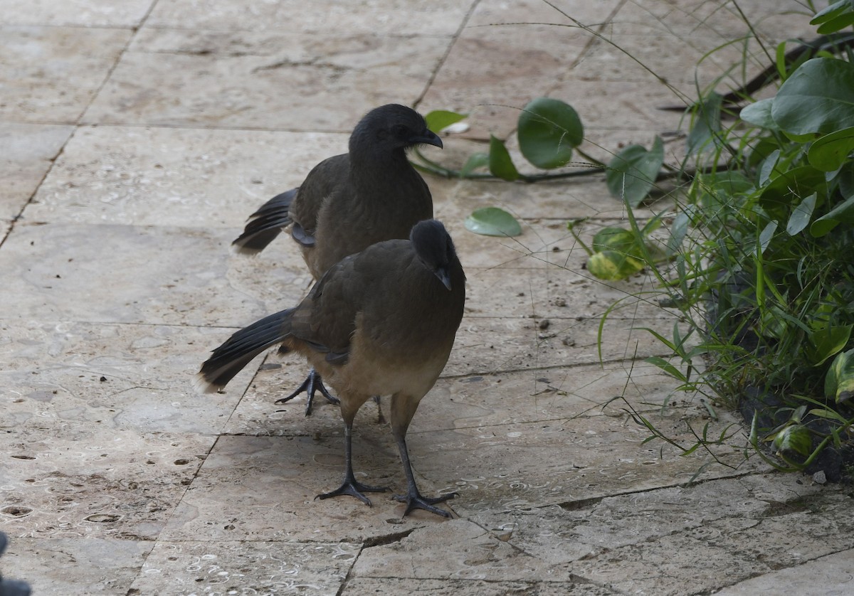 Plain Chachalaca - ML645256696