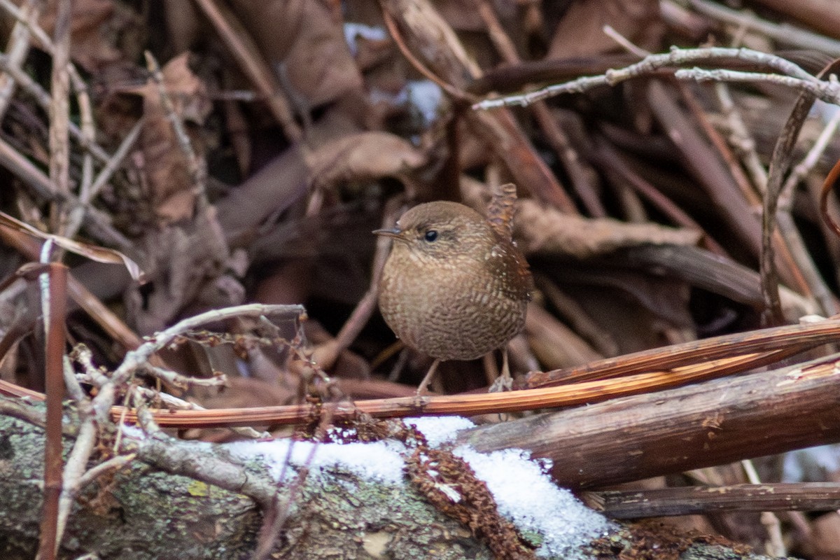 vintersmett - ML645256701