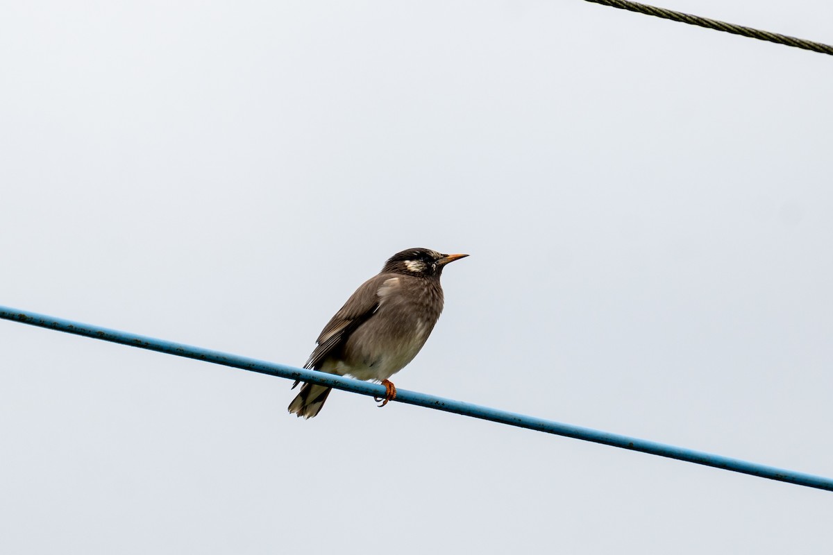 špaček východní - ML645256703