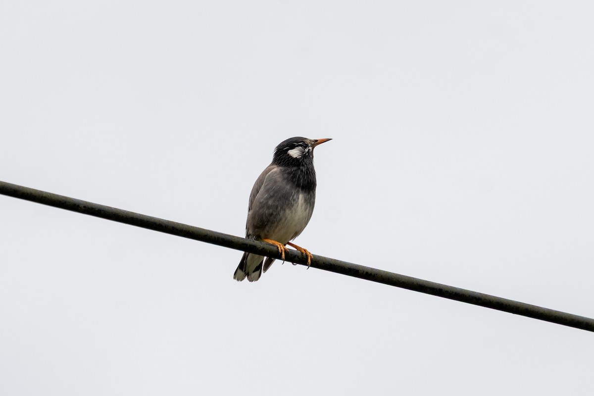 špaček východní - ML645256704