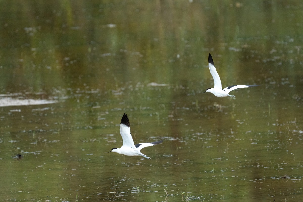 tenkozobec opačný - ML645256708