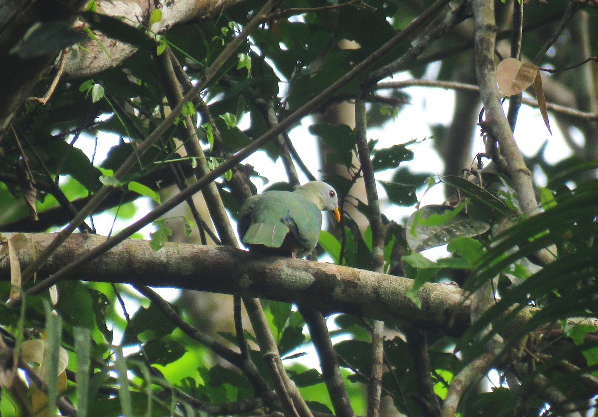 Ptilope à mentonnière - ML645256710