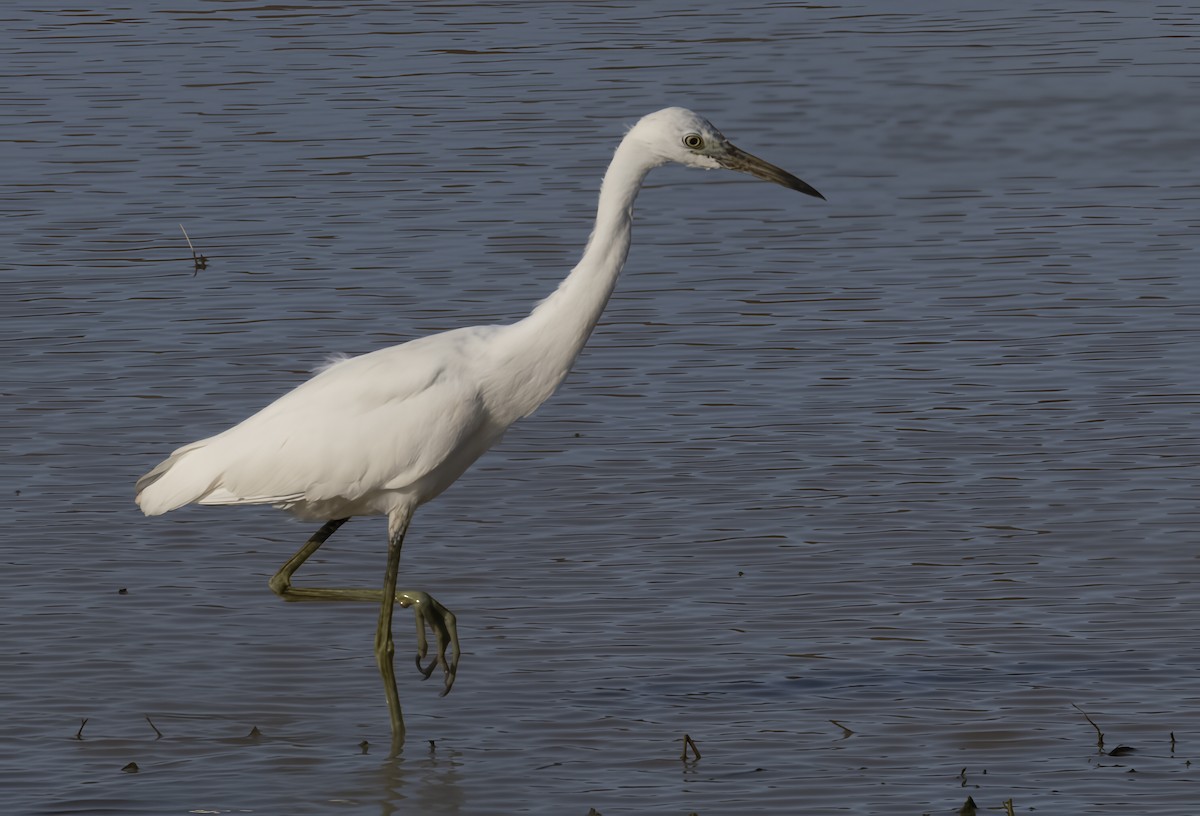 Little Blue Heron - ML645256714