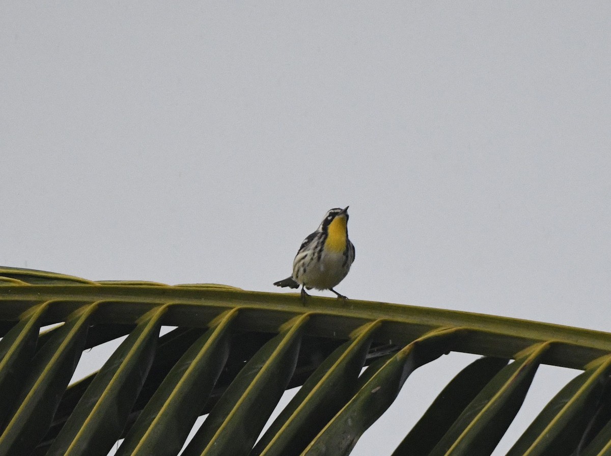 Goldkehl-Waldsänger - ML645256715