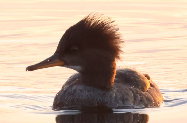 Hooded Merganser - ML645256716