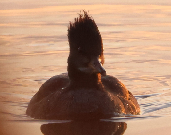 Hooded Merganser - ML645256717