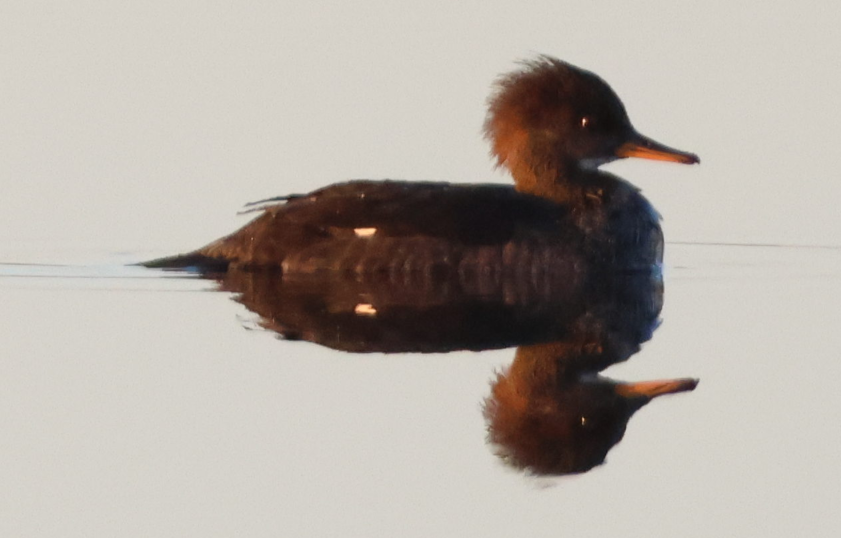 Hooded Merganser - ML645256718
