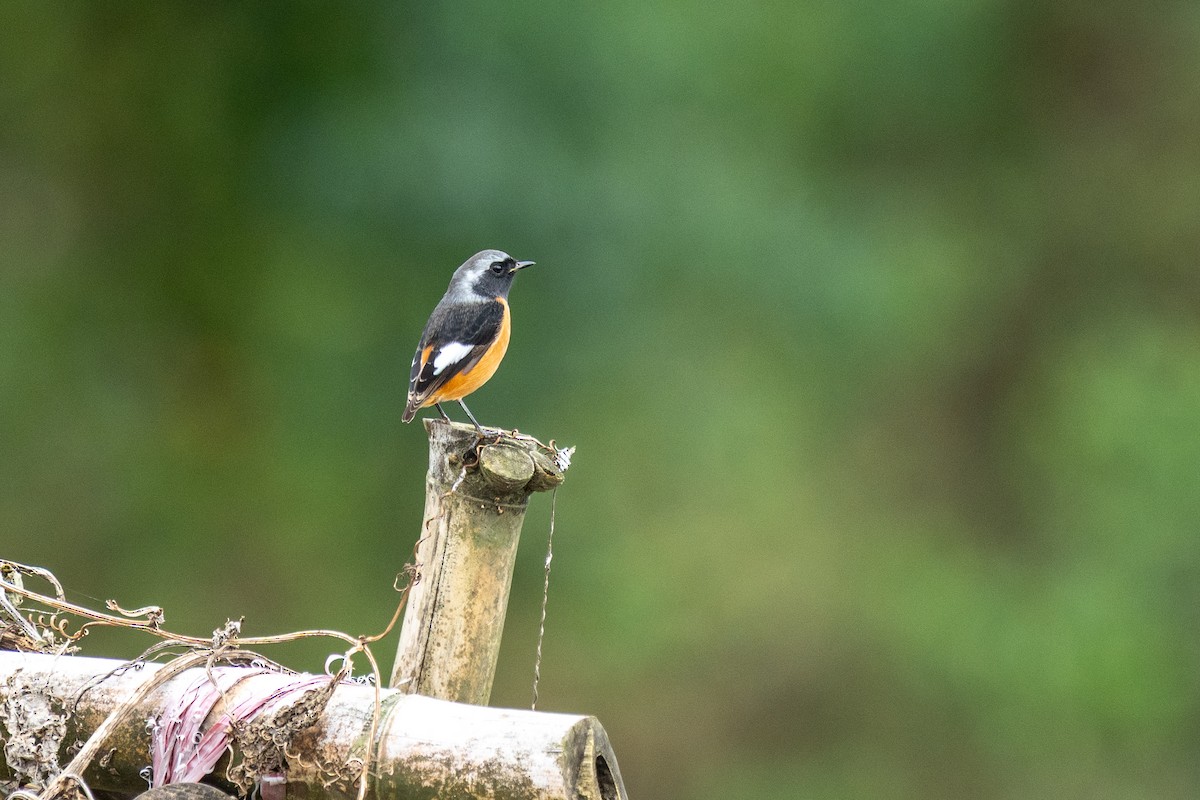 rehek daurský - ML645256721