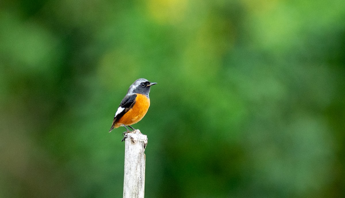 rehek daurský - ML645256722