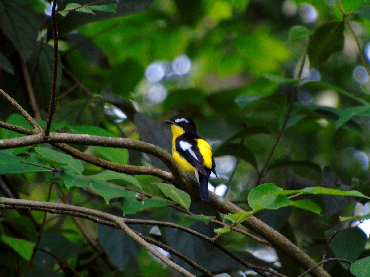 Yellow-rumped Flycatcher - ML645256724