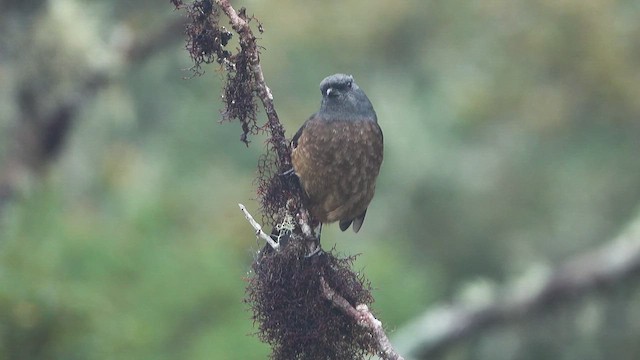 Bay-vented Cotinga - ML645256730