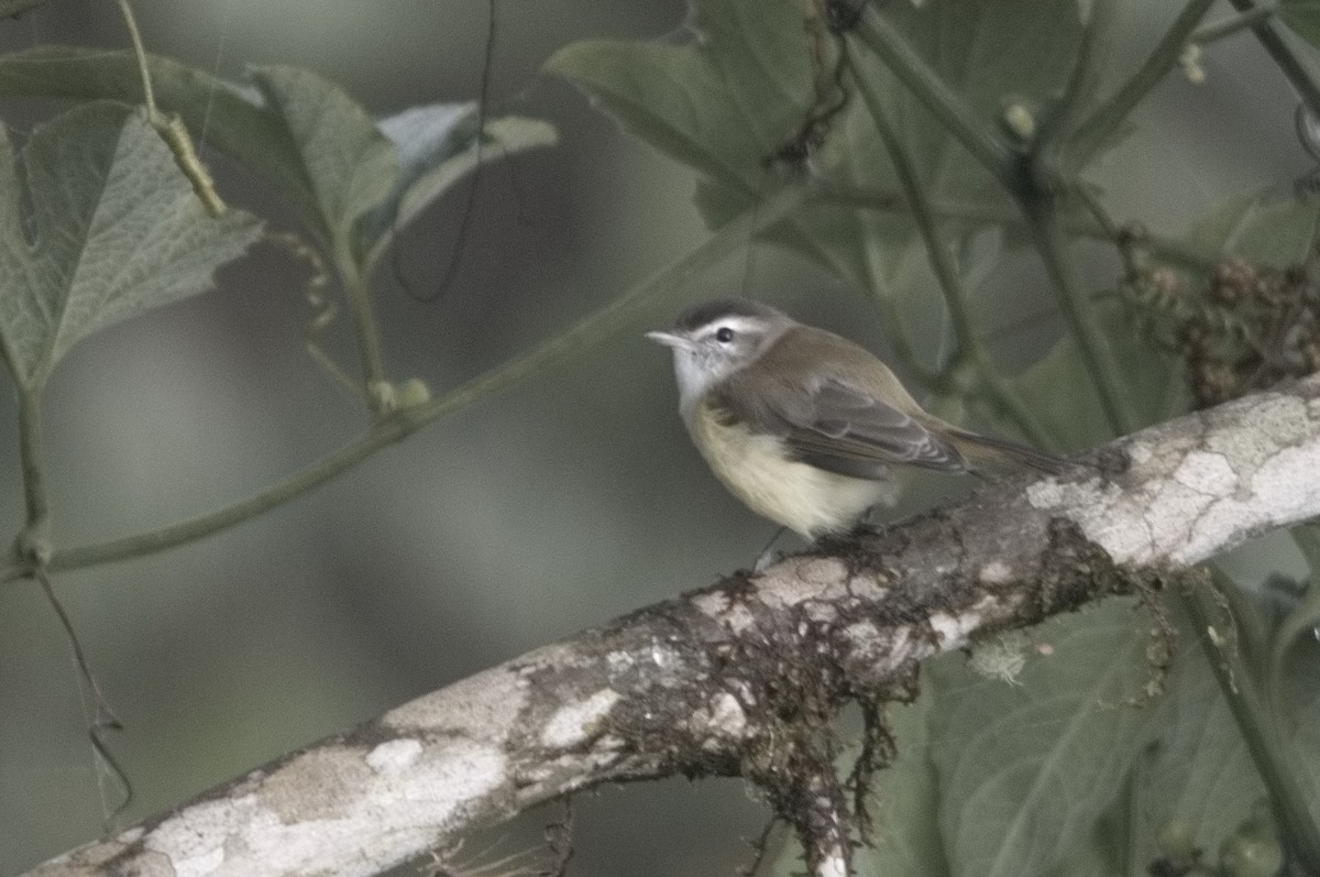 Brown-capped Vireo - ML645256738