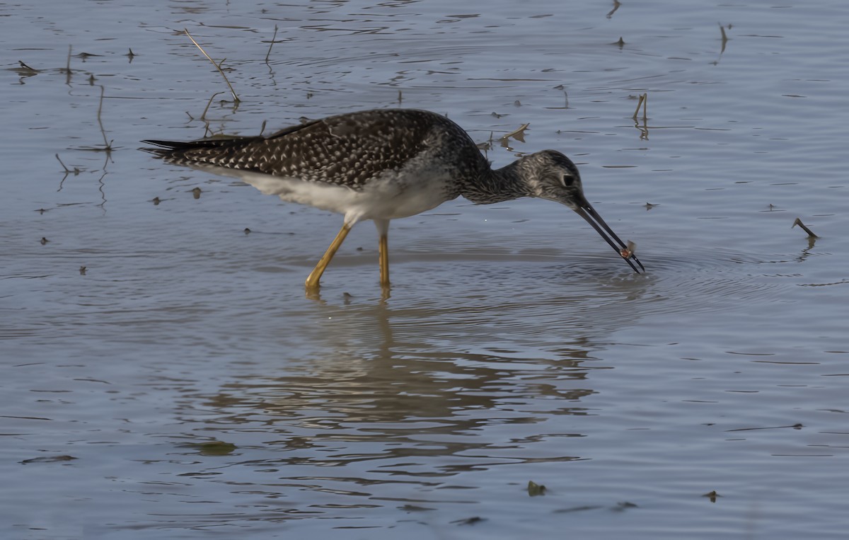 Greater Yellowlegs - ML645256742