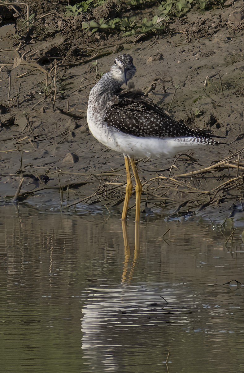 Greater Yellowlegs - ML645256743