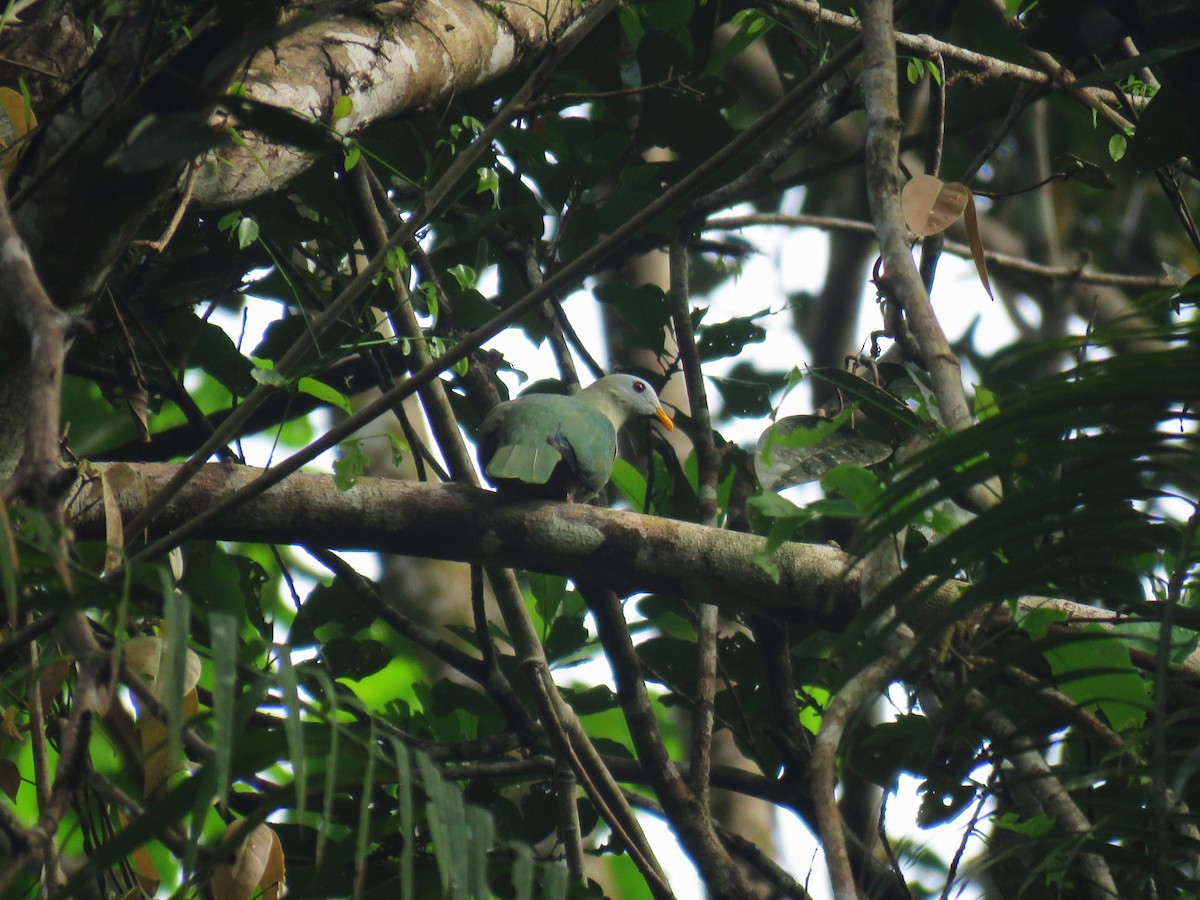 Ptilope à mentonnière - ML645256751