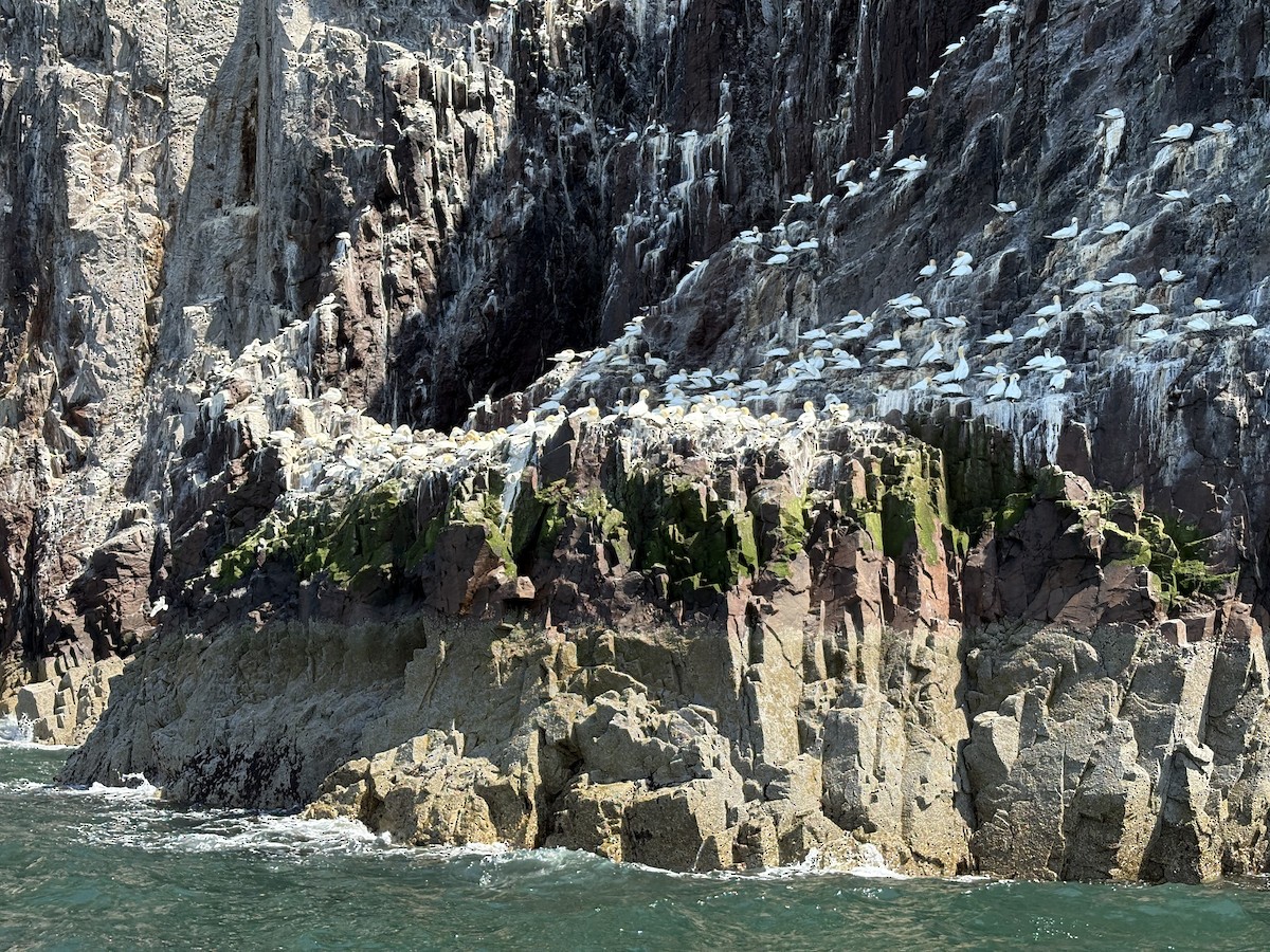 Northern Gannet - ML645256753