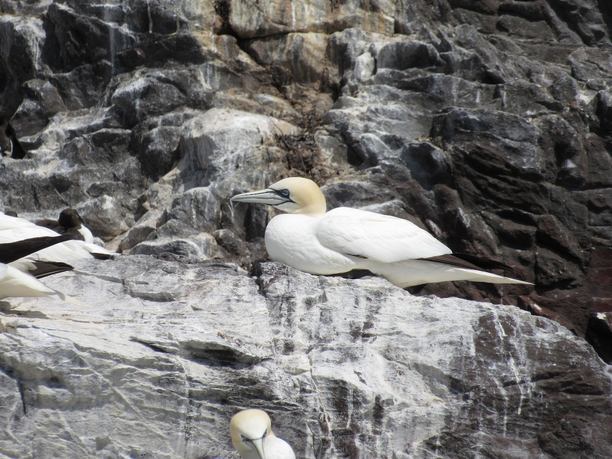 Northern Gannet - ML645256756