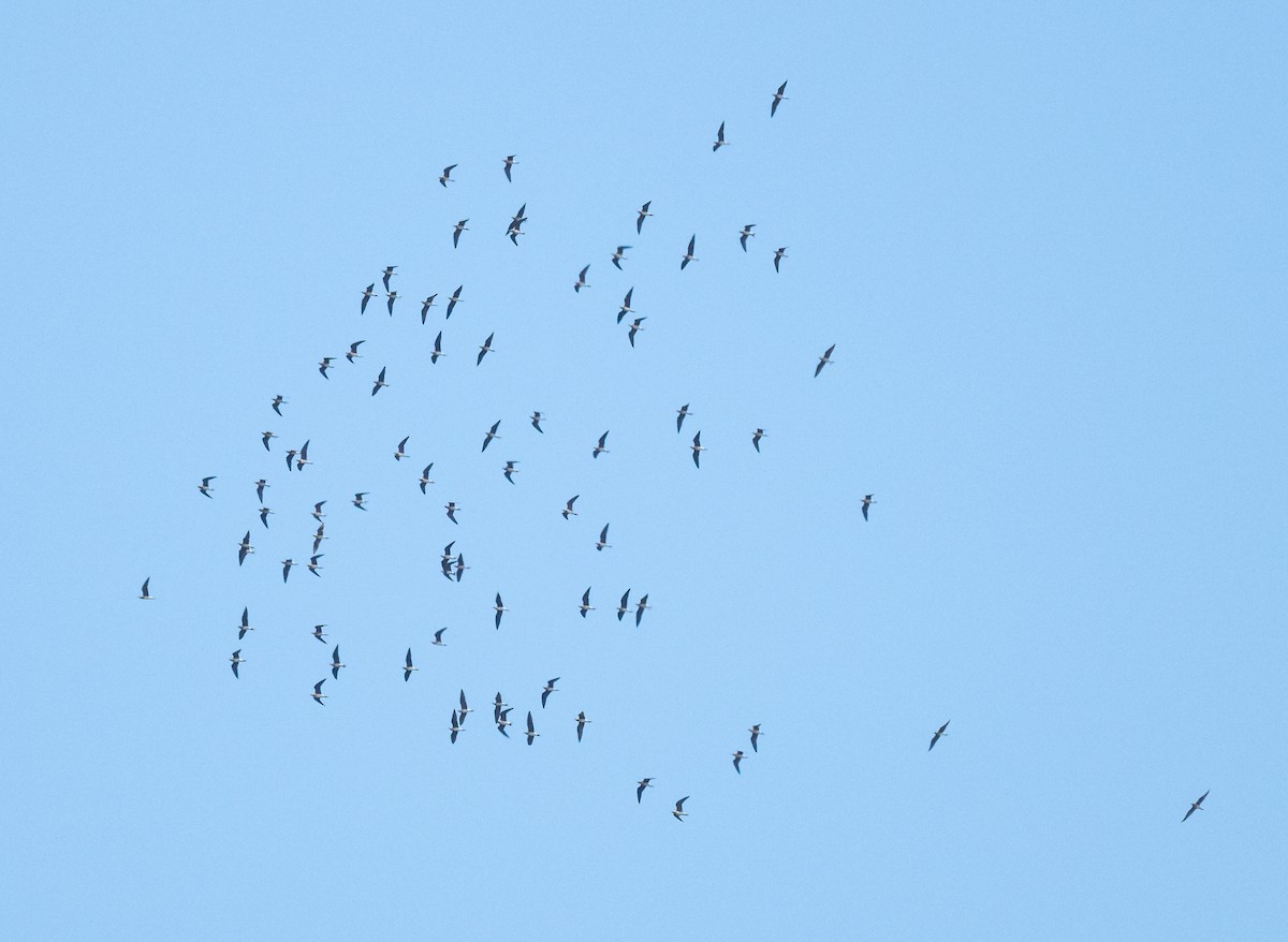 燕鴴 - ML645256759